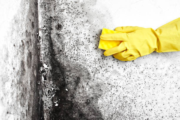 Best Mold Removal and Inspection  in , NH