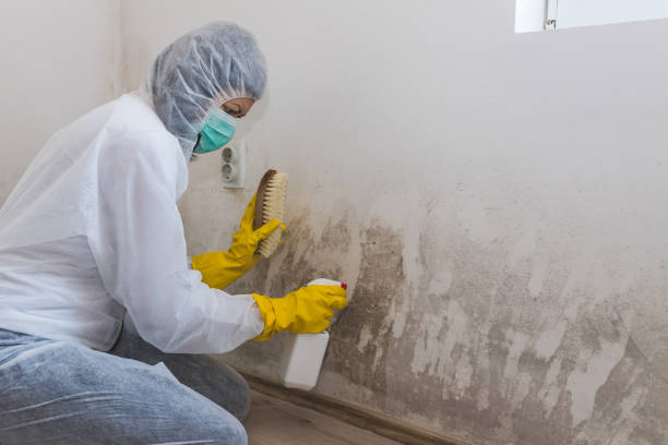 Best Mold Damage Repair  in , NH
