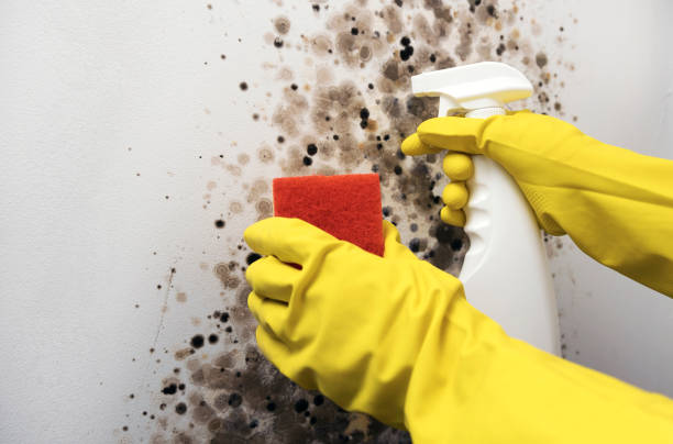 Best Crawl Space Mold Removal  in , NH