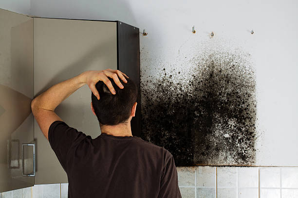 Best Commercial Mold Removal  in , NH