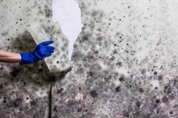 Best Home Mold Removal  in , NH
