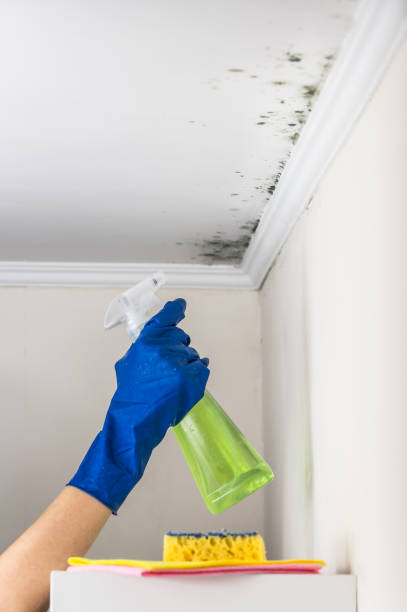 Best Mold Testing  in , NH