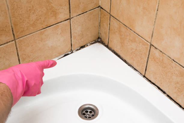Best Crawl Space Mold Removal  in , NH